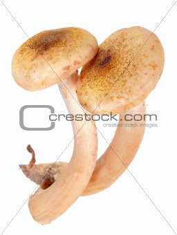 Group of two fresh mushroom