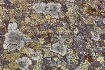 Granite rocks covered with lichen