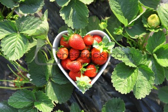 strawberry in heart shape bowl