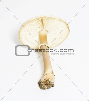 pale toadstool