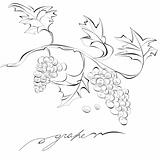 Sketch of grapes 