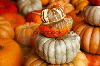 Many Pumpkins Stacked