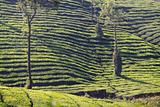 Tea plantations in Wayanad