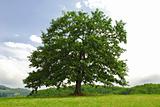 Oak on green hill