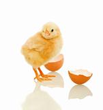 Lovely spring chicken with egg shell - isolated