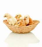 Alert fluffy chickens in a basket