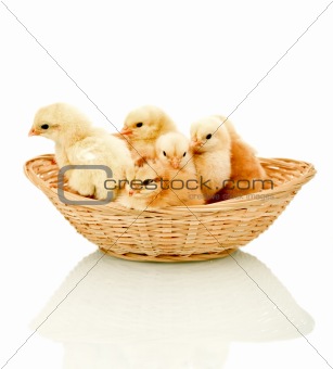 Alert fluffy chickens in a basket
