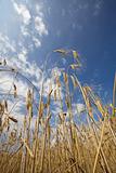 Sense of peace - wheat and blue sky