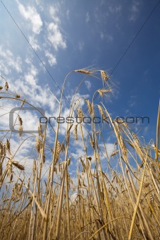 Sense of peace - wheat and blue sky