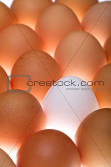 White egg between brown ones