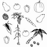 Vegetables set in the vector