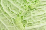savoy cabbage texture