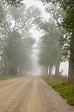 gravel road with tree and mist