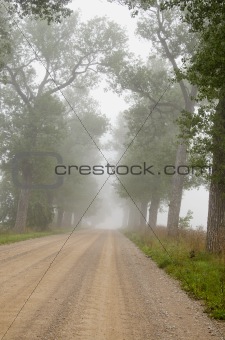 gravel road with tree and mist
