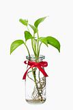 Pothos with red ribbon in bottle