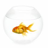 Goldfish in a bowl