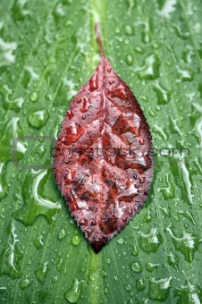 leaf raindrops