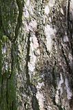 background pine bark
