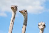 Ostriches