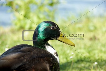 colorful duck