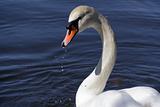 beautiful swan against blue water