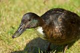 young brown duck