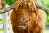 Scottish highlander ox