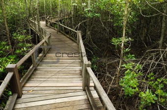 Wood Boardwalks mangrove forest