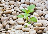 Small plant grow up on  gravel