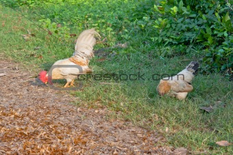 Cockerel/rooster and a hen wandering free range in the Thailand