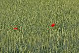 Two poppy flowers in wheat field