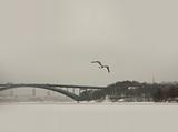 Seagull in winter