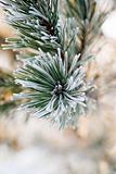 pine needles with frost