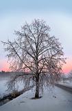 Bare winter tree