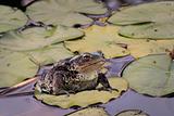 Frog on water lily leaf