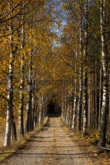 Avenue in autumn