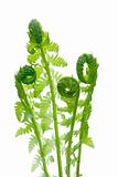 Young wild green fern