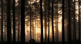 Sunset in foggy forest