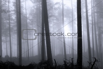 Hazy forest