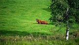 resting cow