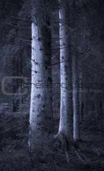 Big spruce trees in  blue forest