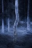 Birch tree in spooky forest