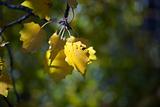 Aspen leaves in fall