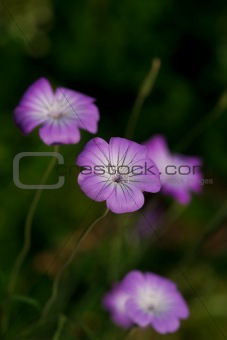 Corncockle flower