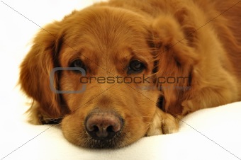 Golden retriever dog very expressive face.