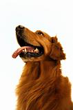 Golden retriever dog so cut (close up).