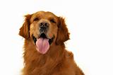 Golden retriever dog very expressive face, front, tongue.