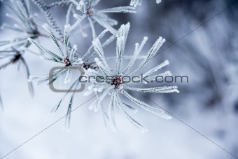 Needles in winter