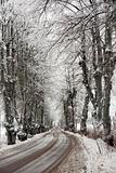 Avenue in snow