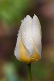 Tulip after rain